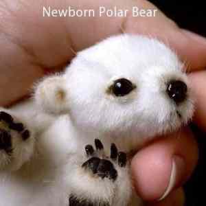 Obrázek 'X- Newborn Polar bear'