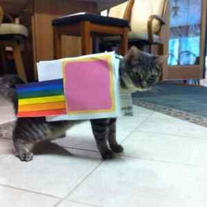 Obrázek 'X- Nyan Cat Costume'