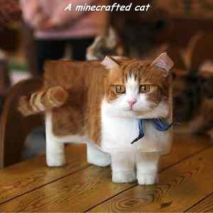 Obrázek 'a minecrafted cat'
