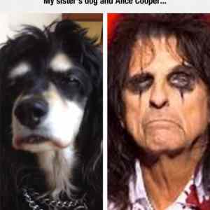 Obrázek 'alice cooper dog'