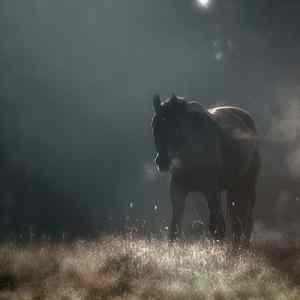 Obrázek 'amazing photo - kon'