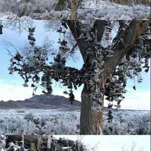 Obrázek 'amazing tree'