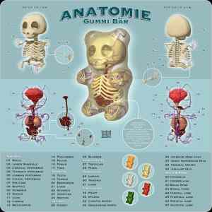 Obrázek 'anatomie-gummi bar'