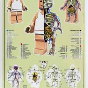 Obrázek 'anatomy2009 5B1 5D'