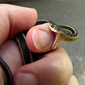 Obrázek 'baby-snake'