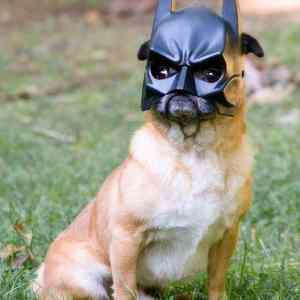 Obrázek 'batmanpug'