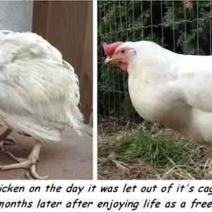 Obrázek 'battery caged chicken'