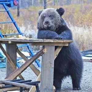 Obrázek 'bear - one beer pls'
