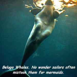 Obrázek 'beluga-whales'