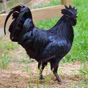 Obrázek 'big black cock'