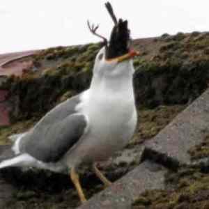 Obrázek 'bird eats bird'