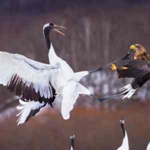 Obrázek 'birds fight'