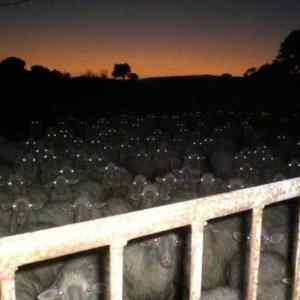 Obrázek 'blair field sheep horror'