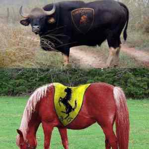 Obrázek 'bullpower'
