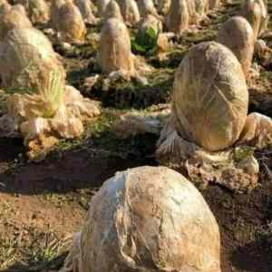 Obrázek 'cabbage fields'