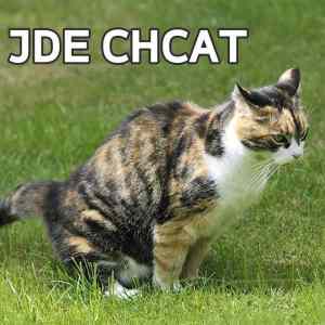 Obrázek 'cat-chcat'