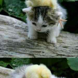 Obrázek 'cat and chick'