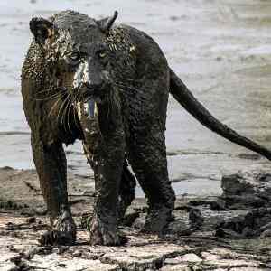 Obrázek 'cat covered in mud'