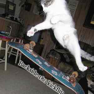 Obrázek 'cat skateboarding'
