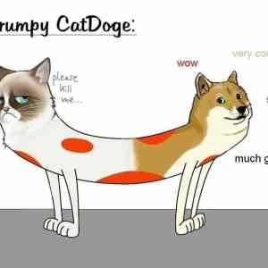 Obrázek 'catdog'