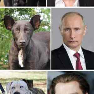 Obrázek 'celebrities dogs lookalike'