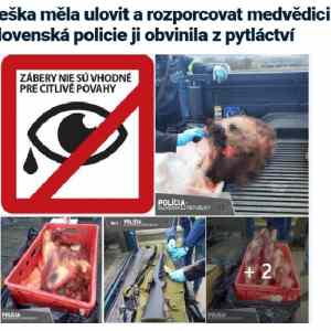 Obrázek 'ceska turistka vs slovenska medvedice'