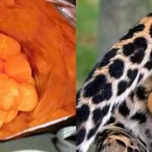 Obrázek 'cheetos balls and cheetah balls'