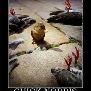 Obrázek 'chick norris'