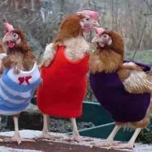 Obrázek 'chicken-fashion'