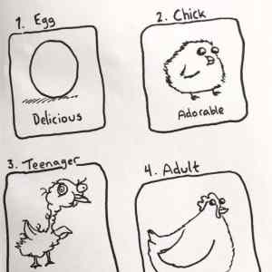 Obrázek 'chicken life cycle by Oatmealp-slepice pro Pavlu'