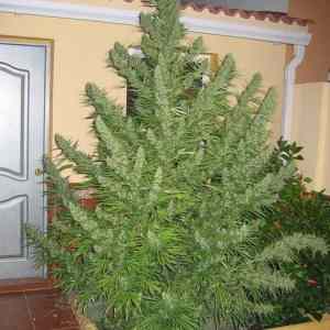 Obrázek 'christmas tree'