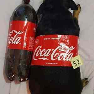 Obrázek 'coca-cola-5l'