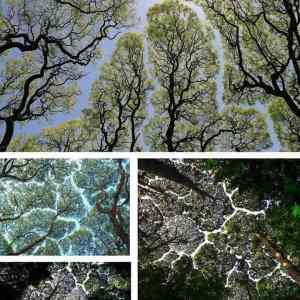 Obrázek 'crown shyness'