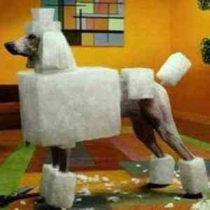 Obrázek 'cube dog 5'