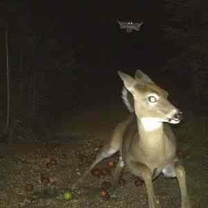 Obrázek 'deer runs from '