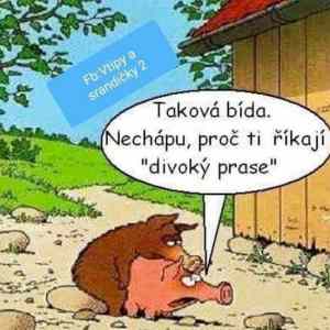 Obrázek 'divoky prase'