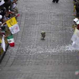 Obrázek 'dog exploiting pope 27s procession'