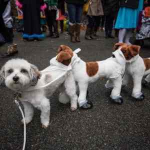 Obrázek 'dogdogdog'