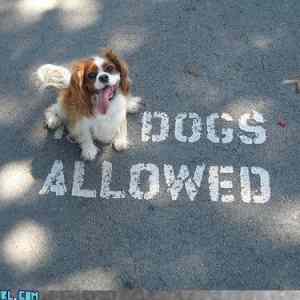 Obrázek 'dogs allowed'