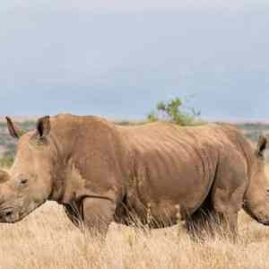 Obrázek 'dvojhlavy rhino'