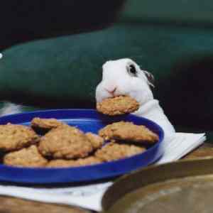 Obrázek 'easterbunny eating  cookies'