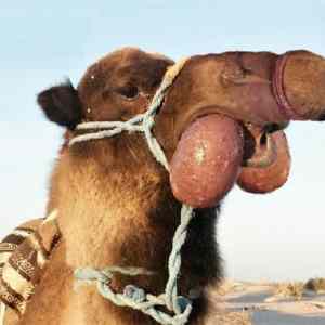 Obrázek 'eat-camel'