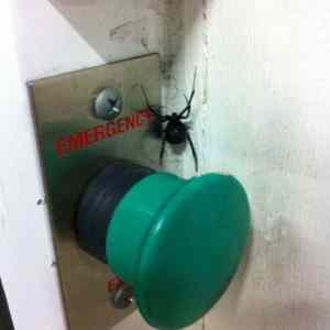 Obrázek 'emergency spider'