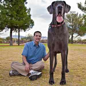 Obrázek 'english mastiff'