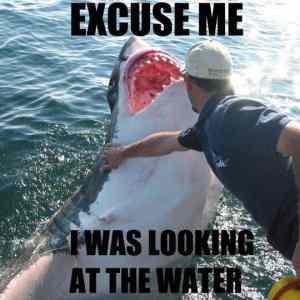 Obrázek 'excuse me shark'