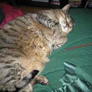 Obrázek 'fat cat 3387'