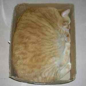 Obrázek 'fat cat in box'