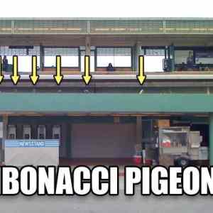 Obrázek 'fibonacci pigeons'