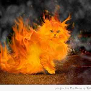 Obrázek 'fire cat'
