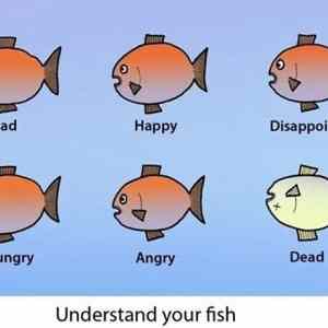 Obrázek 'fish meme'